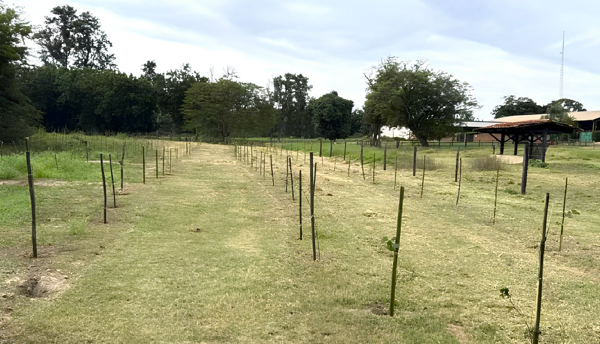 GS Inima SAMAR conclui plantio de 10 mil mudas nas margens do Ribeirão Baguaçu