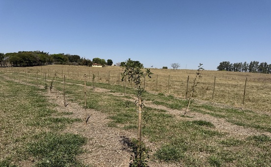 No Dia da Árvore, GS Inima SAMAR reforça compromisso com a recuperação do Ribeirão Baguaçu